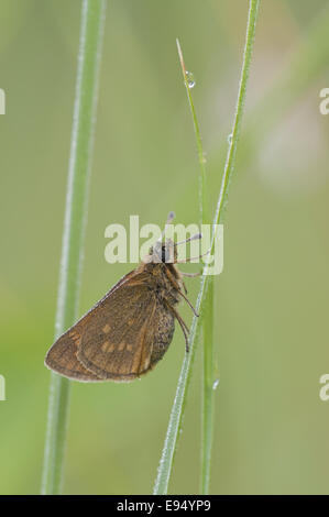 Grande Skipper (Ochlodes sylvanus), Germania Foto Stock