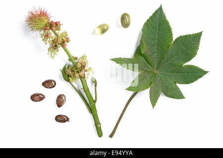 Pianta di ricino - Ricinus communis Foto Stock