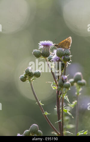 Grande Skipper (Ochlodes sylvanus), Germania Foto Stock