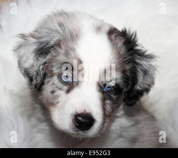 Miniatura pastore americano, cucciolo, 6,5 settimane, Blue Merle, Ritratto Foto Stock