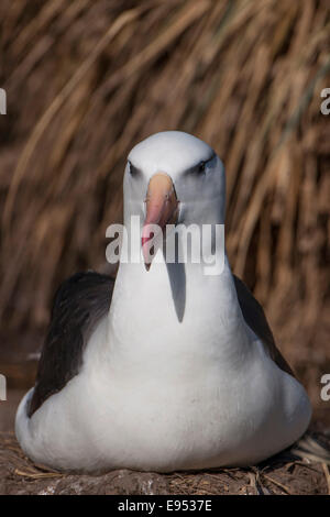 Nero-browed Albatross o nero-browed Mollymawk (Thalassarche melanophris), West Point Island, Isole Falkland, Regno Unito Foto Stock