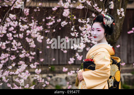 Geisha davanti a una fioritura di ciliegio nel trimestre Geisha Gion, Kyoto, Giappone Foto Stock