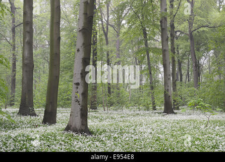 Fioritura di aglio selvatico (Allium ursinum) nella foresta di primavera, Lipsia, Sassonia, Germania Foto Stock