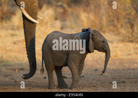 L'elefante africano (Loxodonta africana), di mucca di tronco e di vitello, Kruger National Park, Sud Africa Foto Stock