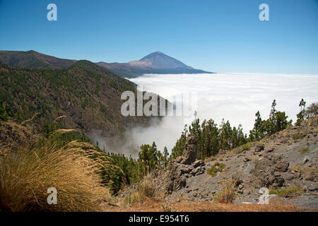 Foresta di Pini, Canary Island pine (Pinus canariensis), commercio nubi vento, vulcano Pico del Teide, 3718m, Parco Nazionale del Teide Foto Stock