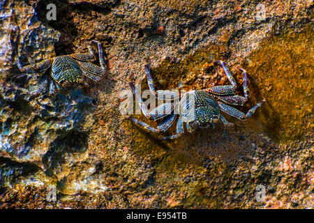 Sally di light-piede granchio (Grapsus albolineatus), Wakatobi. Dive Resort, Sulawesi, Indonesia Foto Stock