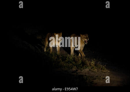 Due leonesse (Panthera leo), adulto, di notte, Sud Africa Foto Stock