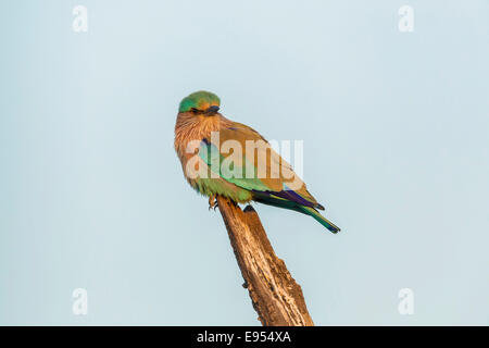 Rullo indiano (Coracias benghalensis), il Parco Nazionale di Keoladeo, Rajasthan, India Foto Stock