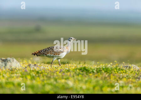 Grande (Bustard Otis tarda), Estremadura, Spagna Foto Stock