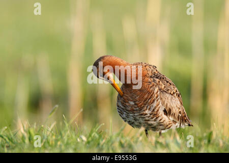 Nero-tailed Godwit (Limosa limosa), preening stesso in piedi su un prato, Piastra Strohauser, Bassa Sassonia, Germania Foto Stock