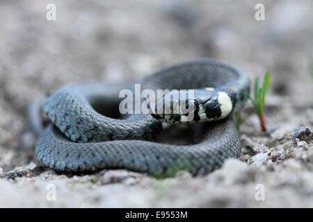 Biscia dal collare (Natrix natrix), giovane animale, Kliekener Aue, Sassonia-Anhalt, Germania Foto Stock