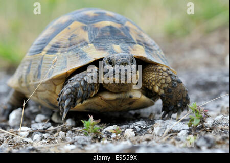 Sperone mediterraneo-thighed tartaruga (Testudo graeca), Pleven Provincia, Bulgaria Foto Stock