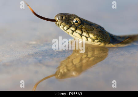 Biscia tassellata (Natrix tessellata), guizzanti la sua linguetta, nell'acqua, con riflessione, Bulgaria Foto Stock