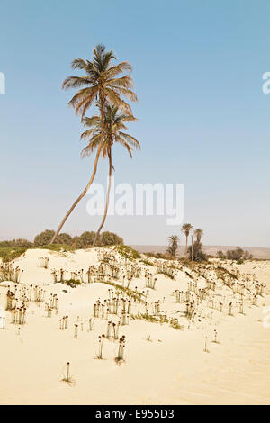 Due alberi di palma e cresciuto oltre le dune su Praia de Curral Velho spiaggia a sud dell'isola di Boa Vista, Capo Verde Foto Stock