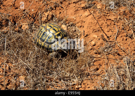 Testuggine marginata (Testudo marginata), Menorca, isole Baleari, Spagna Foto Stock