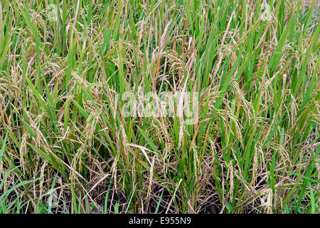 Mature chicchi di riso su piante di riso (Oryza sativa), riso paddy, Munduk, Nord Bali, Bali, Indonesia Foto Stock