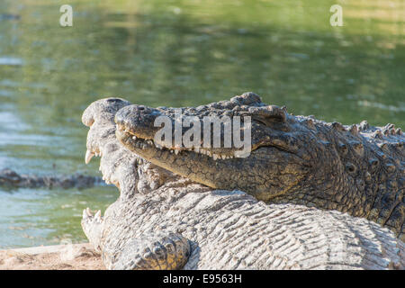 Coccodrilli del Nilo (Crocodylus niloticus), coccodrillo ranch, Otjiwarongo, Namibia Foto Stock