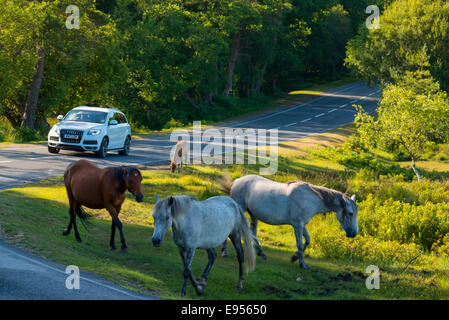 New Forest National Park, Hampshire, Inghilterra Foto Stock