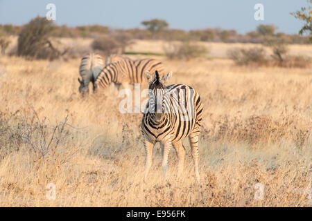 Le pianure zebre o la Burchell zebre (Equus burchelli), il Parco Nazionale di Etosha, Namibia Foto Stock
