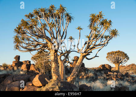 Faretra alberi o Kocurbaum (Aloe dichotoma), nei pressi di Keetmanshoop, Namibia Foto Stock