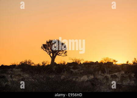 Faretra albero o Kocurbaum (Aloe dichotoma), al tramonto, nei pressi di Keetmanshoop, Namibia Foto Stock