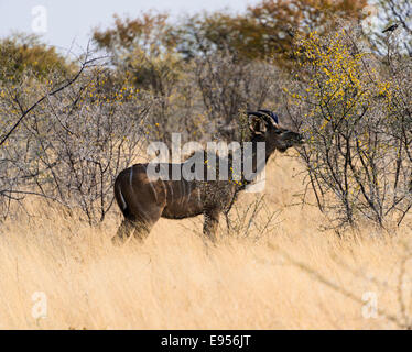 Kudu maggiore (Tragelaphus strepsiceros), il Parco Nazionale di Etosha, Namibia Foto Stock