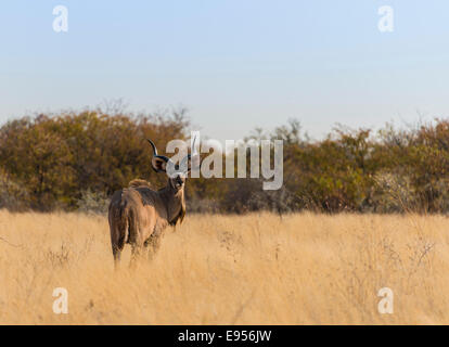 Kudu maggiore (Tragelaphus strepsiceros), il Parco Nazionale di Etosha, Namibia Foto Stock