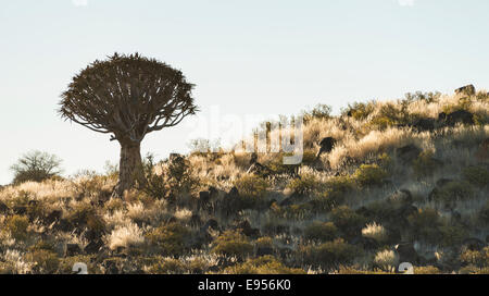 Faretra albero o Kocurbaum (Aloe dichotoma), nei pressi di Keetmanshoop, Namibia Foto Stock