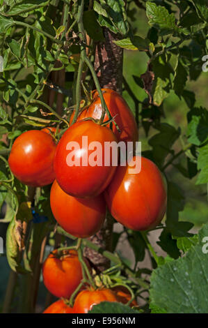 Mature i pomodorini (Solanum Lycopersicum) sulla boccola Foto Stock