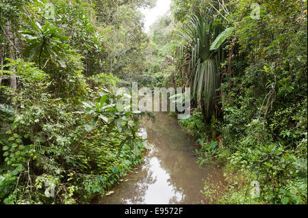 Creek che scorre attraverso la fitta giungla, foresta primaria, Andasibe-Mantadia National Park, Alaotra Mangoro regione, Madagascar Foto Stock