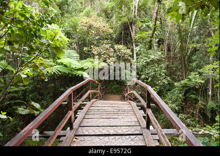 Ponte di legno che conduce nella fitta giungla, foresta primaria, Andasibe-Mantadia National Park, Alaotra Mangoro regione, Madagascar Foto Stock