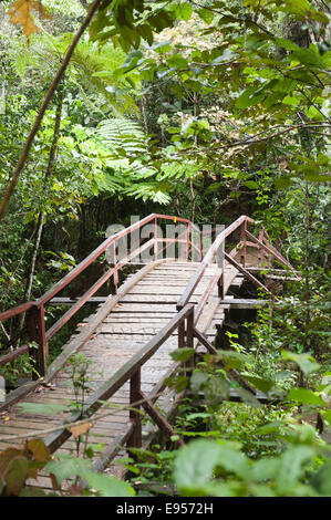 Ponte di legno che conduce nella fitta giungla, foresta primaria, Andasibe-Mantadia National Park, Alaotra Mangoro regione, Madagascar Foto Stock