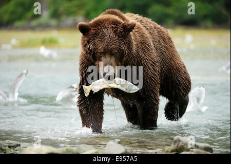 L'orso bruno (Ursus arctos) attraversando il fiume con il salmone nella sua bocca, Katmai National Park, Alaska Foto Stock