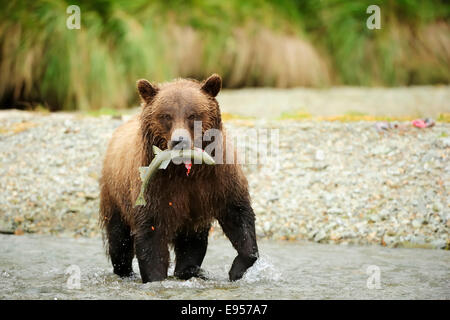 L'orso bruno (Ursus arctos) attraversando il fiume con il salmone nella sua bocca, Katmai National Park, Alaska Foto Stock