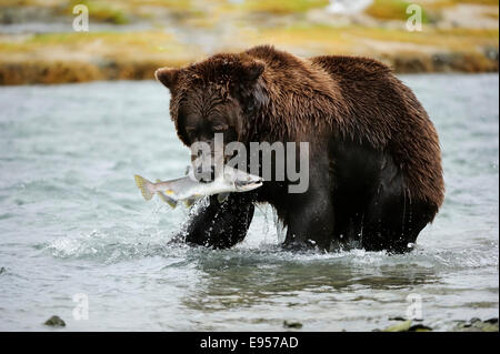L'orso bruno (Ursus arctos) attraversando il fiume con il salmone nella sua bocca, Katmai National Park, Alaska Foto Stock