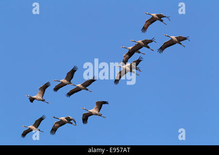 Flying gru grigio (grus grus), la migrazione degli uccelli, Rügen-Bock regione Pomerania occidentale Area Laguna Parco Nazionale Foto Stock