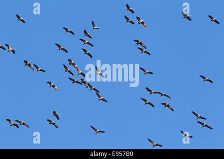 Flying gru grigio (grus grus), la migrazione degli uccelli, Rügen-Bock regione Pomerania occidentale Area Laguna Parco Nazionale Foto Stock