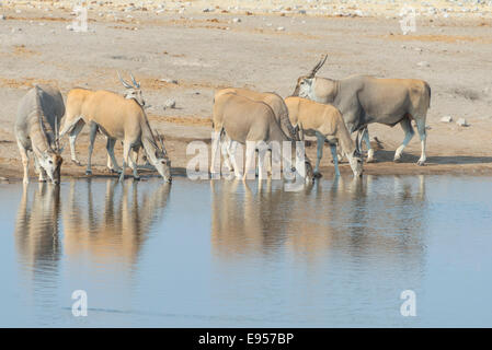 Eland mandria di bere, elands (Taurotragus oryx), Chudop foro per l'acqua, il Parco Nazionale di Etosha, Namibia Foto Stock