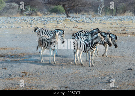 Piccolo allevamento di zebra, la Burchell zebre (Equus quagga burchellii), il Parco Nazionale di Etosha, Namibia Foto Stock