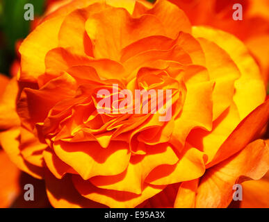 Immagine ravvicinata dei petali di un David Austin Arancione Rosa fiore chiamato 'Pat Austin', chiamato dopo la sua moglie. Foto Stock