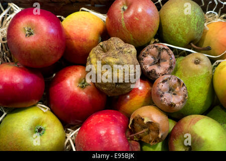 Display Autunm di Apple's,Pera e Meddlers in mostra a Brogdale raccolta frutta Faversham Kent REGNO UNITO Foto Stock