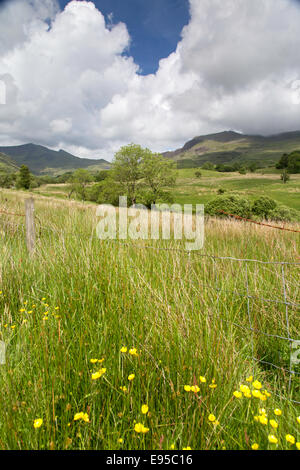 Prati fioriti in Cwm Pennant e le lontane Nantlle Ridge, Snowdonia National Park, North Wales, Regno Unito Foto Stock