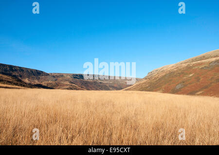 Moorland erbe in una giornata di sole a Crowden, North Derbyshire in inverno. Foto Stock