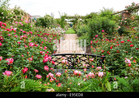 David Austin rose garden Albrighton Shropshire England Regno Unito Foto Stock