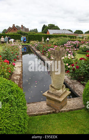 David Austin rose garden Albrighton Shropshire England Regno Unito Foto Stock