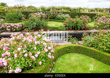 David Austin rose garden Albrighton Shropshire England Regno Unito Foto Stock