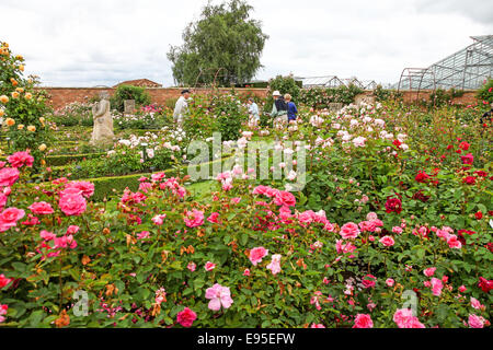 David Austin rose garden Albrighton Shropshire England Regno Unito Foto Stock