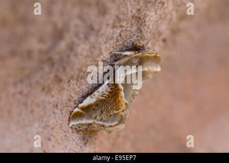 Buff archi Moth Habrosyne pyritoides falena adulta a riposo su un muro di pietra Foto Stock