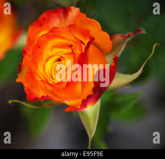 Immagine ravvicinata dei petali di un David Austin Arancione Rosa fiore chiamato 'Pat Austin', chiamato dopo la sua moglie. Foto Stock