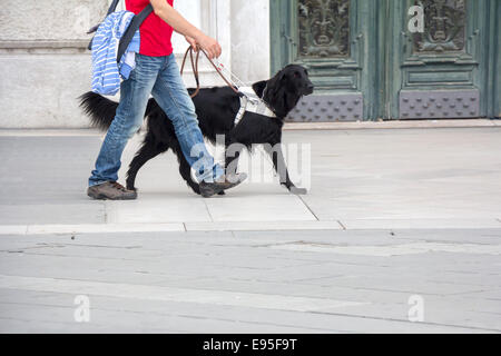 Cane Guida è aiutare un uomo cieco per le strade della città Foto Stock